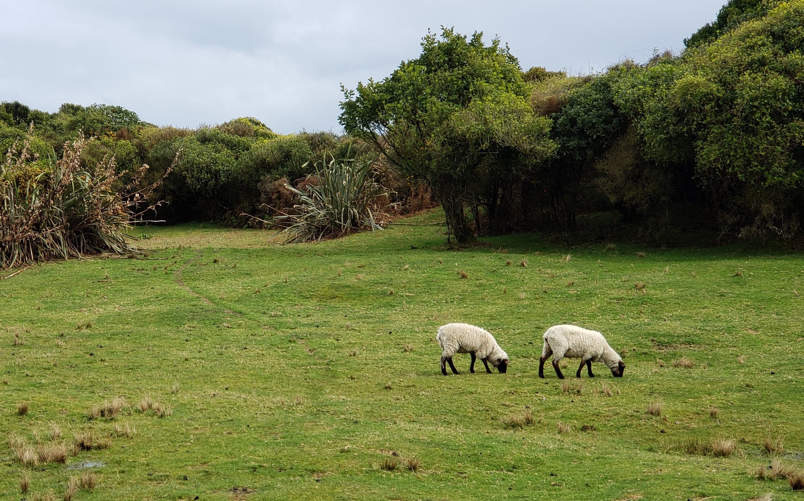 Pastoral
